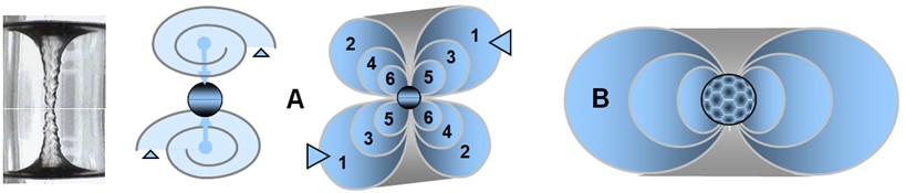 Illustration of two transion configurations: (A) two counter-rotating vortices generated by a transion transferring two spations simultaneously; opposing flows converge toward a shared disappearance point; (B) single-vortex configuration induced by a transion transferring a larger number of spations, producing a stable and coherent pressure field.