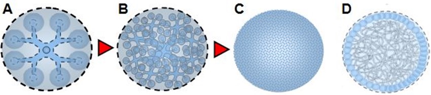 Évolution d'une cellule 6D : A) structure primaire en expansion, B) complexification cellulaire, C) formation d'une sphère homogène, D) structure interne complexe à haute densité.