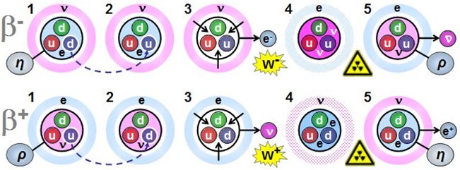 Decays beta moins et beta plus : en haut, un neutron se transforme en proton, électron et antineutrino ; en bas, un proton devient neutron, positron et neutrino. Chaque transformation implique un changement de quark (d en u ou u en d) lié aux contraintes exercées par les spations de charge électronique ou neutrino, provoquant l'emission d'un boson W et une reorganisation interne du nucléon.