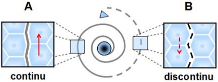 Illustration montrant qu’à faible distance de la particule (A), l’écoulement des spations vers le coeur du vortex est continu. A plus grande distance (B), cet écoulement devient discontinu comme indique par les lignes pointillées.