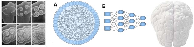 De gauche à droite : motifs spiraloïdes auto-organisés ; structure circulaire dense étiquetée A représentant un réseau complexe ; schéma B d’un réseau de neurones artificiels ; représentation simplifiée d’un cerveau humain vu de dessus.